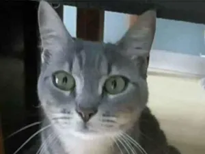 Gato raça srd tigradinha idade 1 ano nome ADELLY