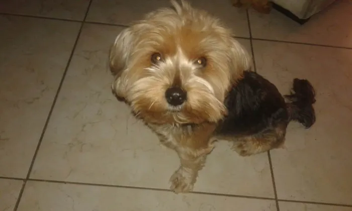 Cachorro raça Yorkshire  idade 6 ou mais anos nome Sansao