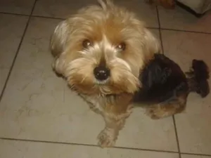 Cachorro raça Yorkshire  idade 6 ou mais anos nome Sansao
