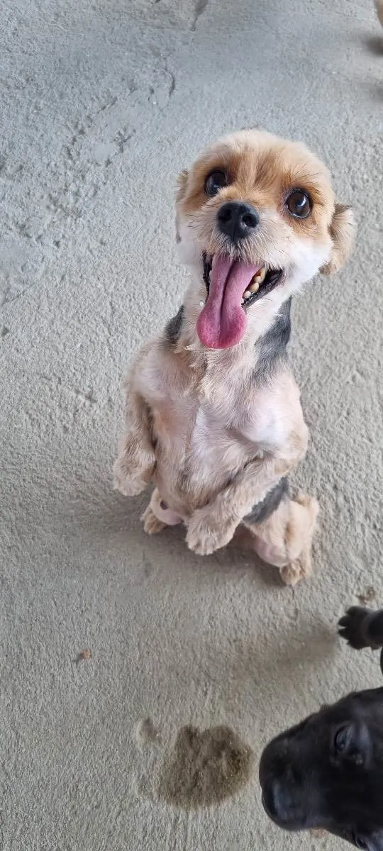 Cachorro raça Yorkshire  idade 6 ou mais anos nome Lucy