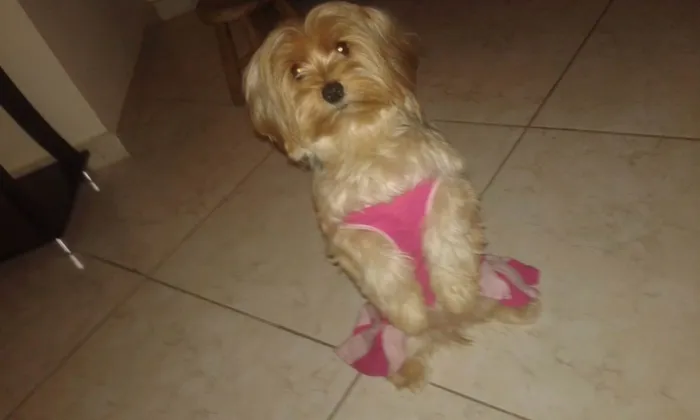 Cachorro raça Yorkshire  idade 6 ou mais anos nome Lucy