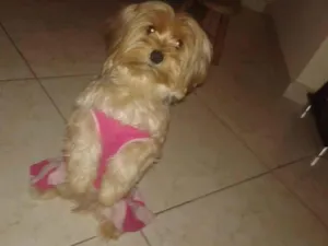 Cachorro raça Yorkshire  idade 6 ou mais anos nome Lucy