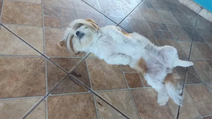 Cachorro raça Shitzu  idade 5 anos nome Skye 