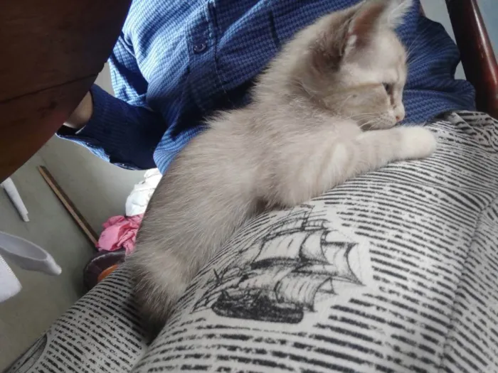 Gato ra a  idade Abaixo de 2 meses nome Bolinha de pelo