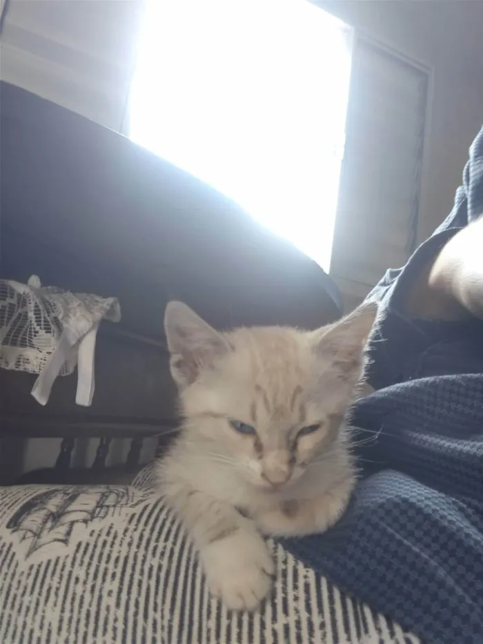 Gato ra a  idade Abaixo de 2 meses nome Bolinha de pelo