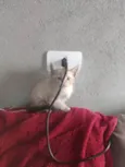 Bolinha de pelo