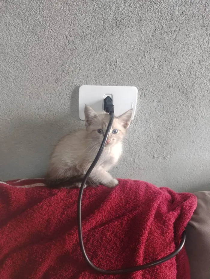Gato ra a  idade Abaixo de 2 meses nome Bolinha de pelo