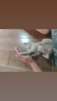 Bolinha de pelo