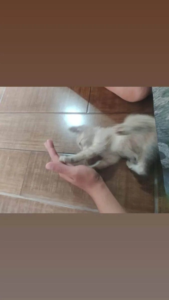 Gato ra a  idade Abaixo de 2 meses nome Bolinha de pelo