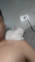 Bolinha de pelo