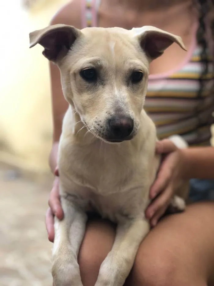 Cachorro ra a Indefinido idade 7 a 11 meses nome Pandora 