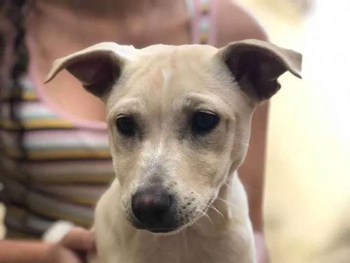 Cachorro ra a Indefinido idade 7 a 11 meses nome Pandora 
