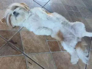Cachorro raça Shitzu  idade 5 anos nome Skye 