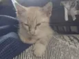 Bolinha de pelo
