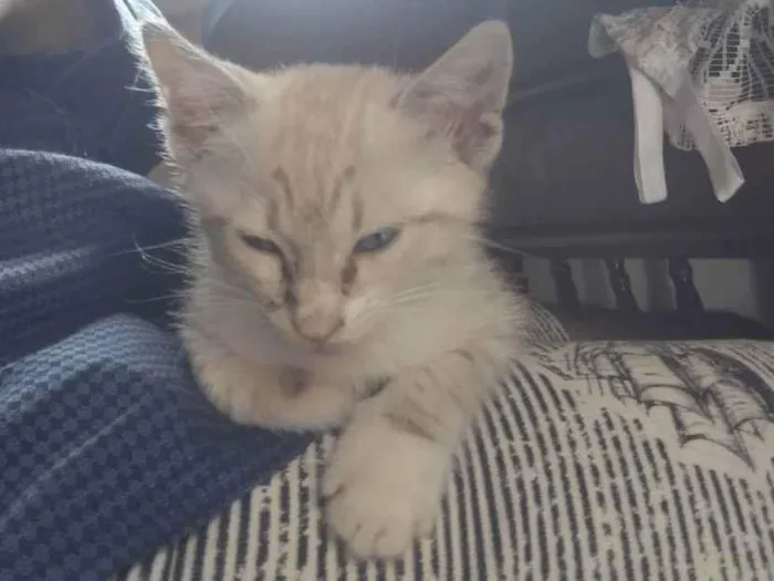 Gato ra a  idade Abaixo de 2 meses nome Bolinha de pelo