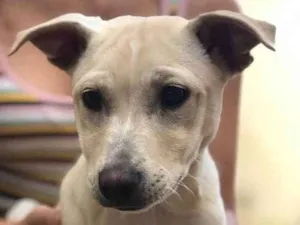 Cachorro raça Indefinido idade 7 a 11 meses nome Pandora 