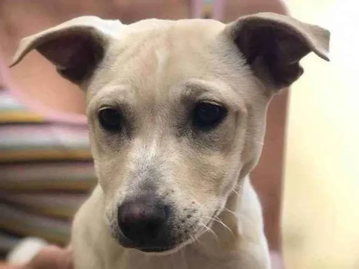 Cachorro ra a Indefinido idade 7 a 11 meses nome Pandora 