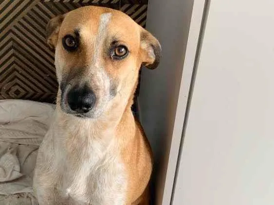 Cachorro ra a sem raça definida idade 1 ano nome Spike