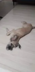 Belinha