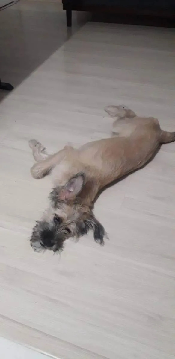 Cachorro raça  Lhasa com raça indefenidda idade 7 a 11 meses nome Belinha