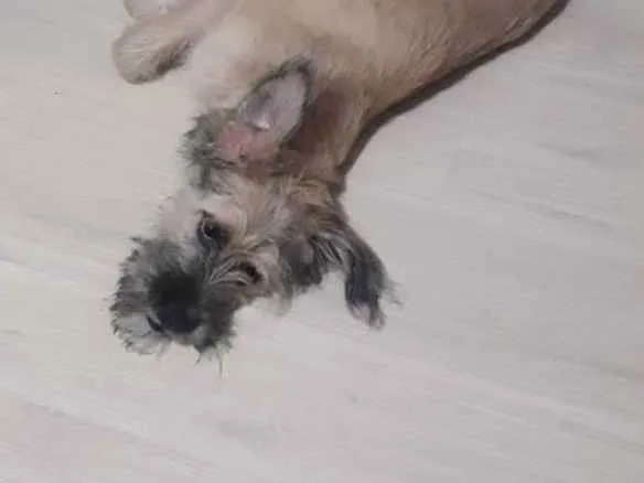Cachorro raça  Lhasa com raça indefenidda idade 7 a 11 meses nome Belinha