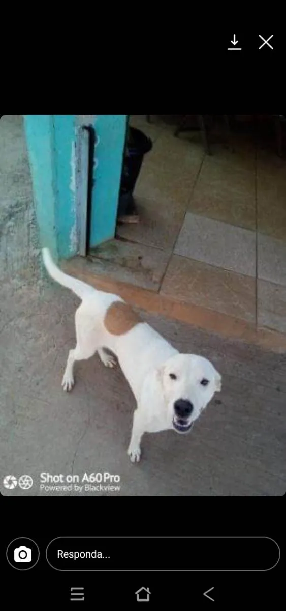 Cachorro raça SRD idade 1 ano nome Príncipe 