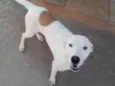 Príncipe 