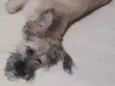 Belinha