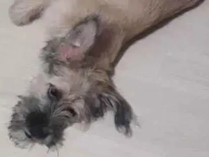 Cachorro raça  Lhasa com raça indefenidda idade 7 a 11 meses nome Belinha
