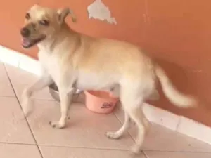 Cachorro raça Vira lata idade 1 ano nome Scooby