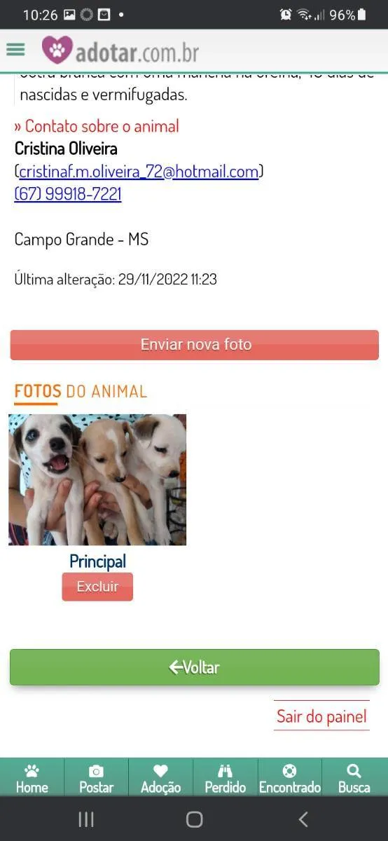 Cachorro ra a Misturado com Fox paulistinha idade Abaixo de 2 meses nome Mostarda e Mel