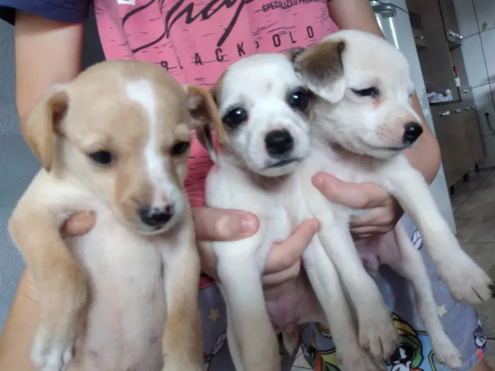 Cachorro ra a Misturado com Fox paulistinha idade Abaixo de 2 meses nome Mostarda e Mel