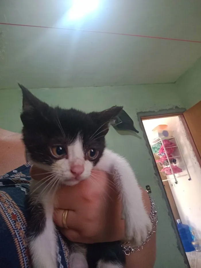 Gato ra a Vira lata  idade 2 a 6 meses nome Não tem nome 