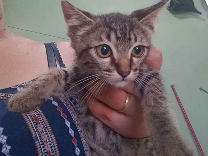 Gato ra a Vira lata  idade 2 a 6 meses nome Não tem nome 