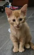 Rafael 