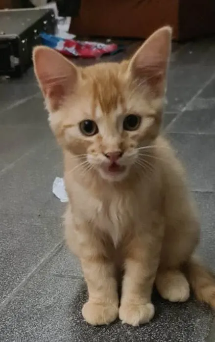 Gato ra a Srd idade Abaixo de 2 meses nome Rafael 