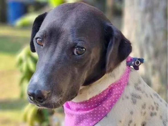 Cachorro ra a Srd idade 7 a 11 meses nome NANI