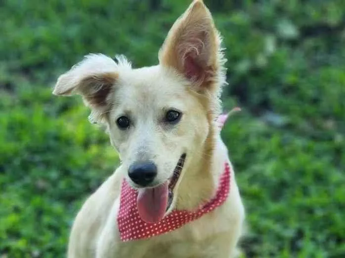 Cachorro ra a Srd idade 7 a 11 meses nome CHENIN