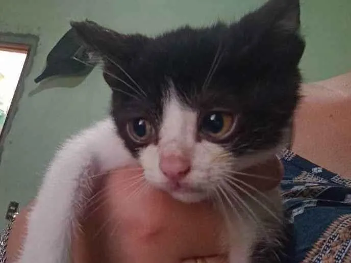 Gato ra a Vira lata  idade 2 a 6 meses nome Não tem nome 