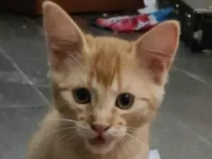 Gato raça Srd idade Abaixo de 2 meses nome Rafael 