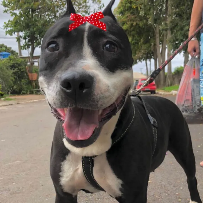 Cachorro ra a Mestiça  idade 2 a 6 meses nome Safira 