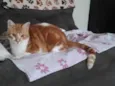 fred