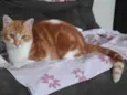 fred