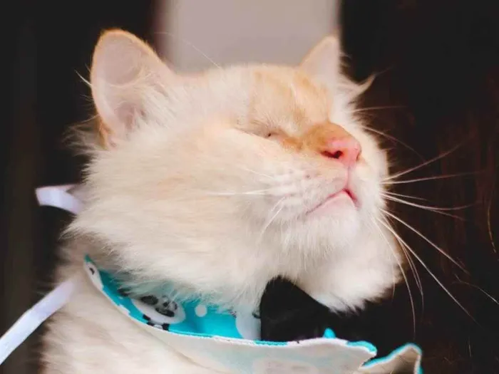 Gato ra a SRD idade 7 a 11 meses nome GUERREIRO