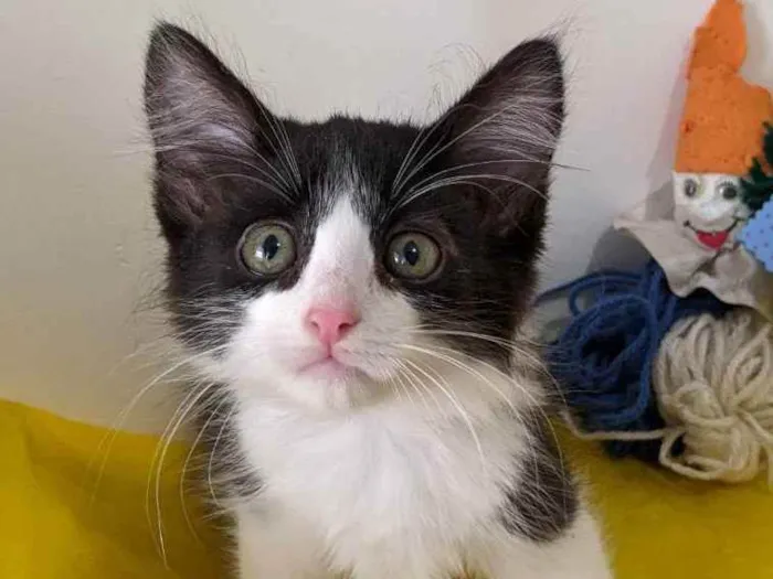 Gato ra a SRD idade 2 a 6 meses nome ALEK