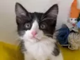 ALEK