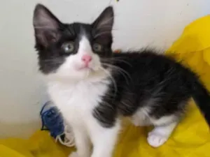 Gato raça SRD idade 2 a 6 meses nome ALEK