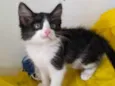 ALEK