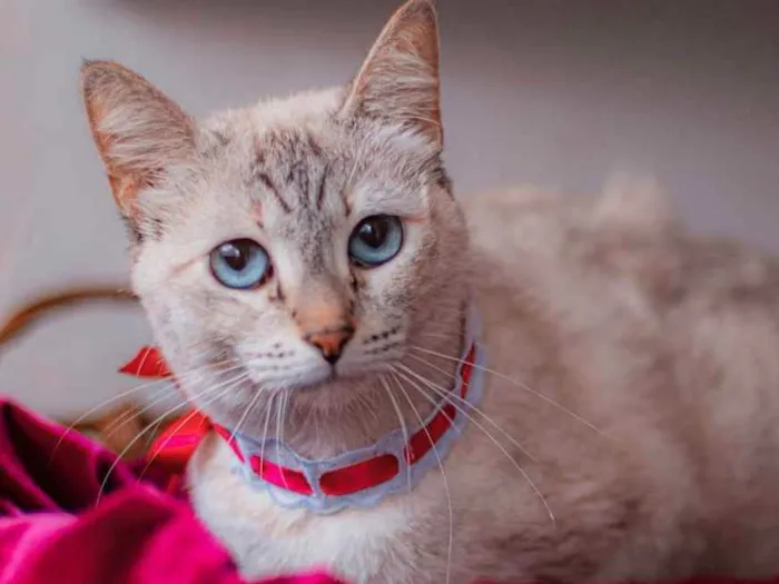 Gato ra a SRD idade 1 ano nome Margarida
