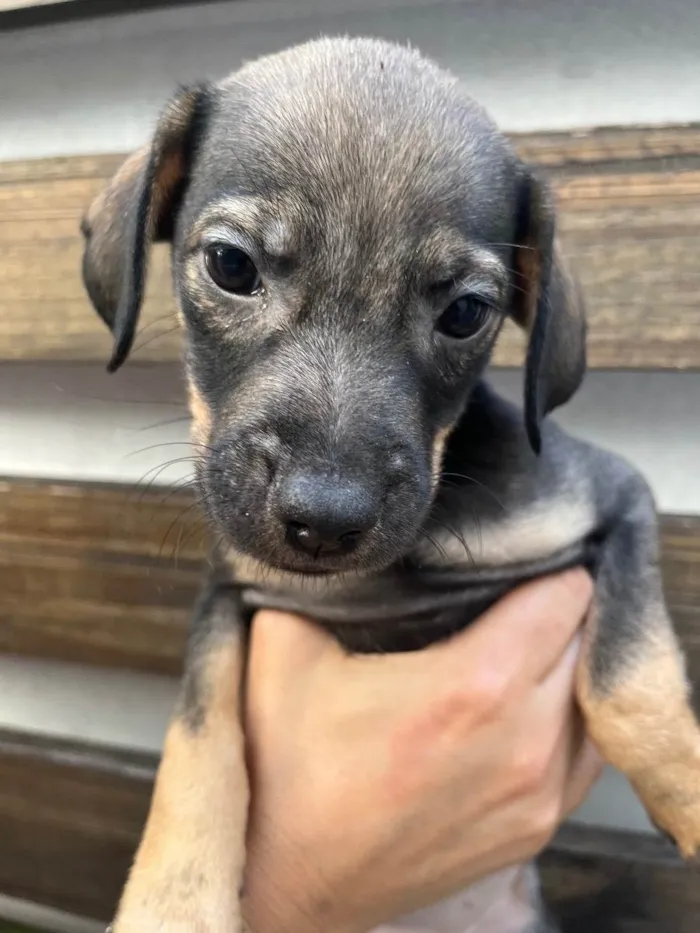 Cachorro raça SRD  idade Abaixo de 2 meses nome Sem Nome